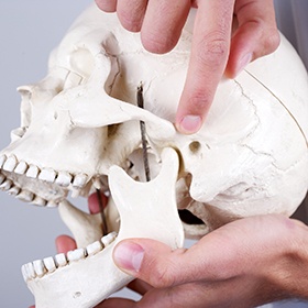 Model of skull and jawbone